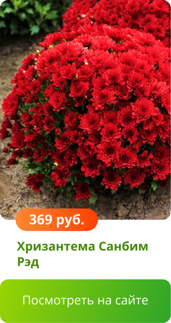 Хризантема Санбим Рэд.png
