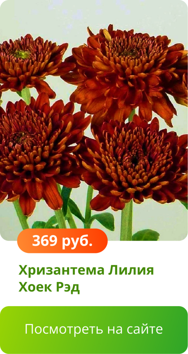 Хризантема Лилия Хоек Рэд.png