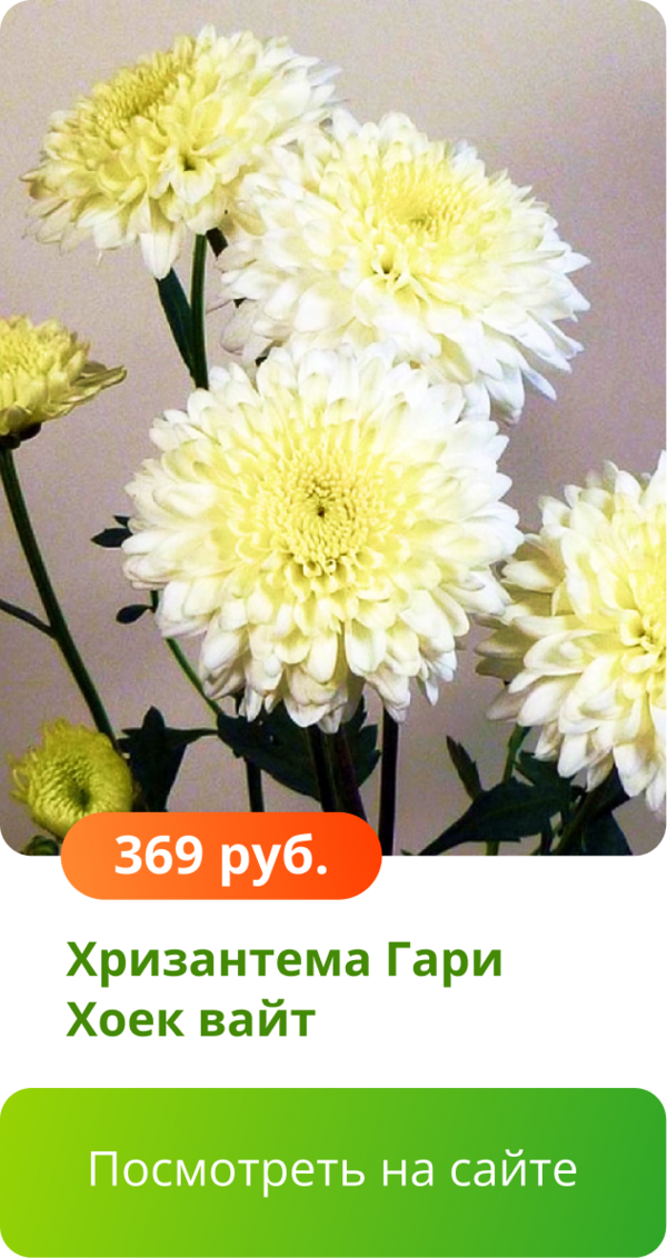 Хризантема Гари Хоек вайт.png