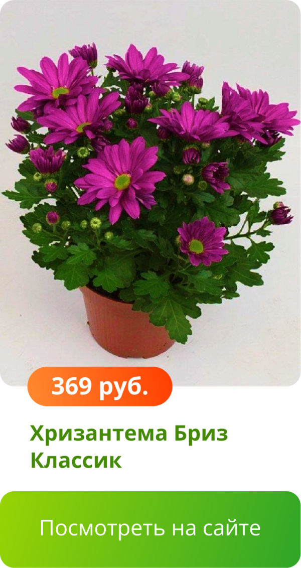Хризантема Бриз Классик.png