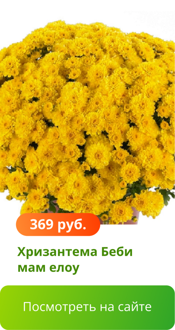 Хризантема Беби мам елоу.png