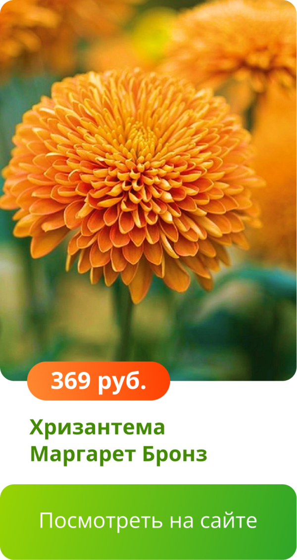 Хризантема Маргарет Бронз.png