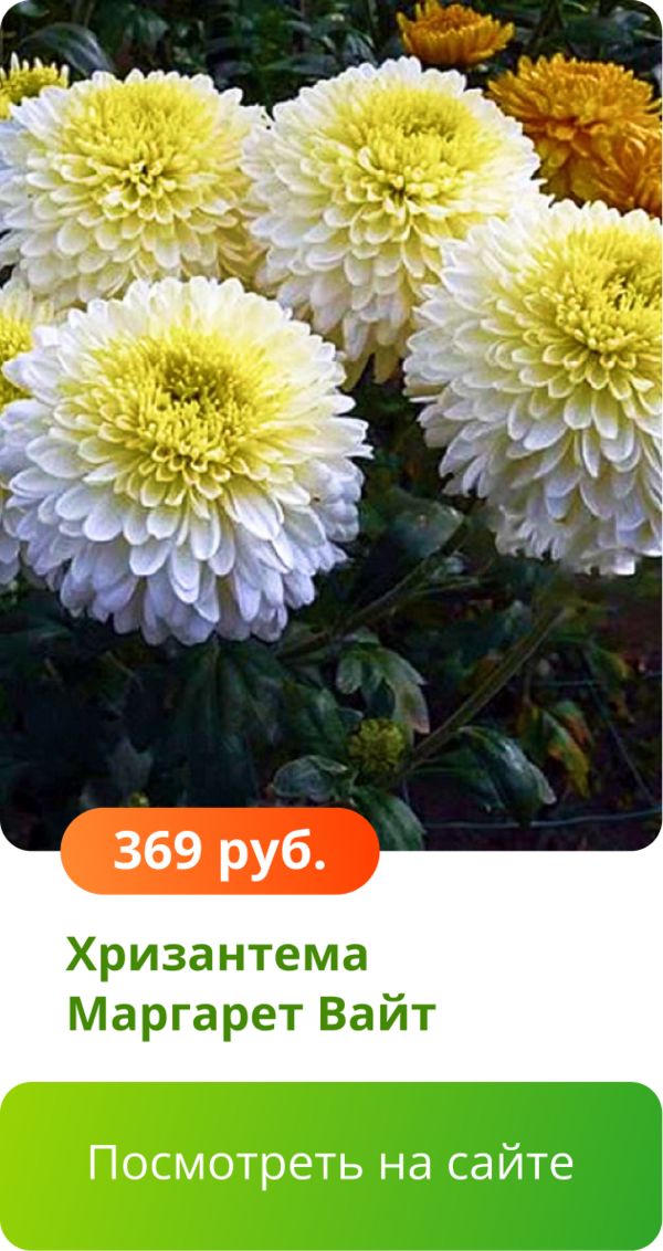 Хризантема Маргарет Вайт.png