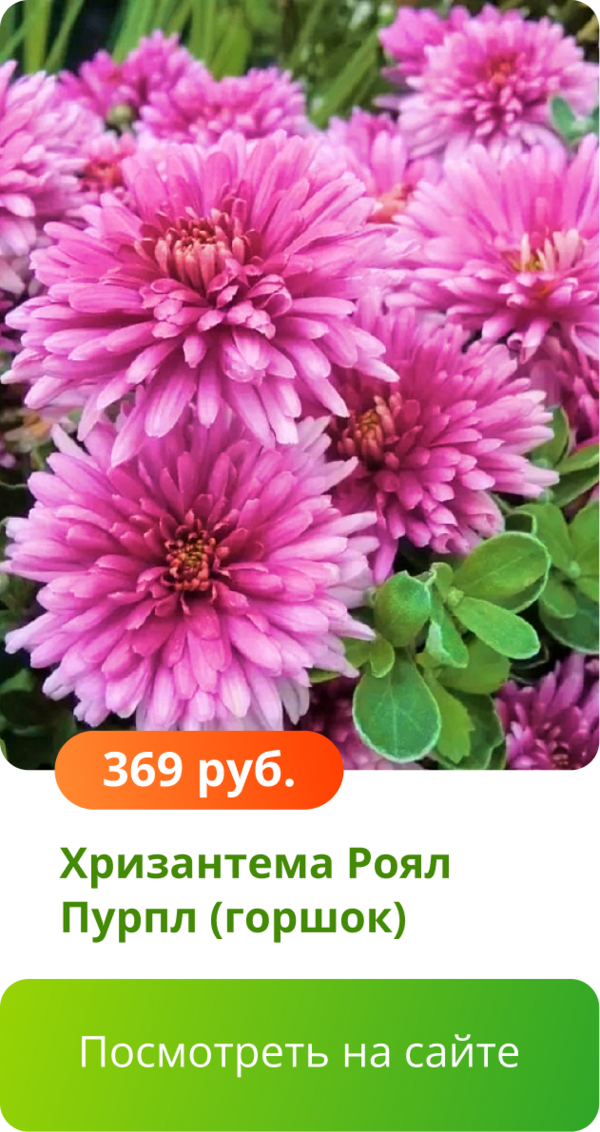 Хризантема Роял Пурпл (горшок).png