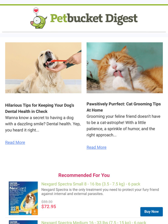 Tips for Keeping Your Dog's Dental Health in Check