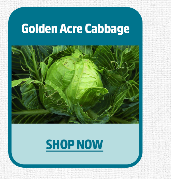 GOLDEN ACRE CABBAGE