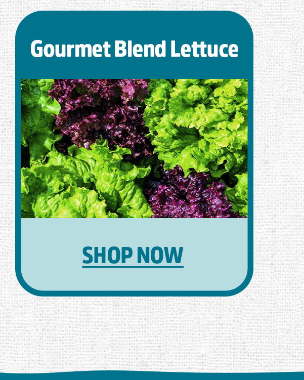 GOURMET BLEND LETTUCE