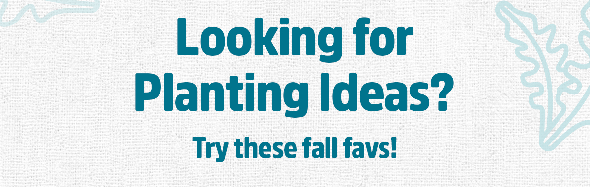 LOOKING FOR PLANTING IDEAS? TRY THESE FALL FAVS!