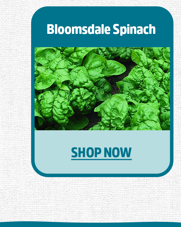 BLOOMSDALE SPINACH