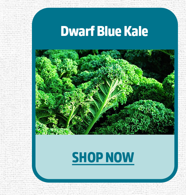 DWARF BLUE KALE