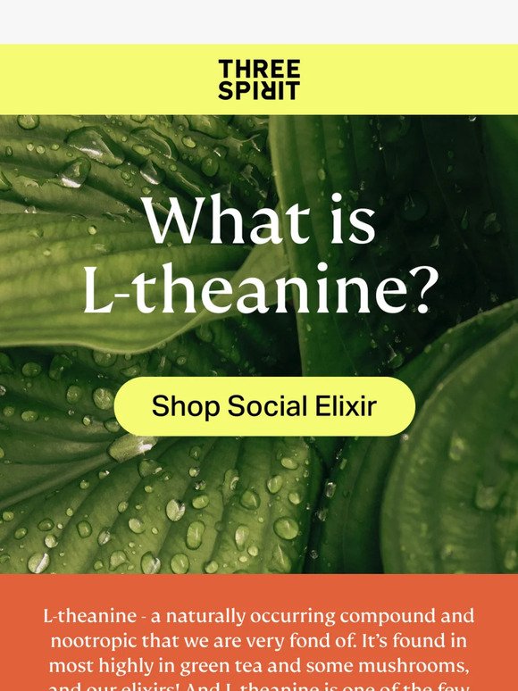 What is L-Theanine? 🌱🧠💭