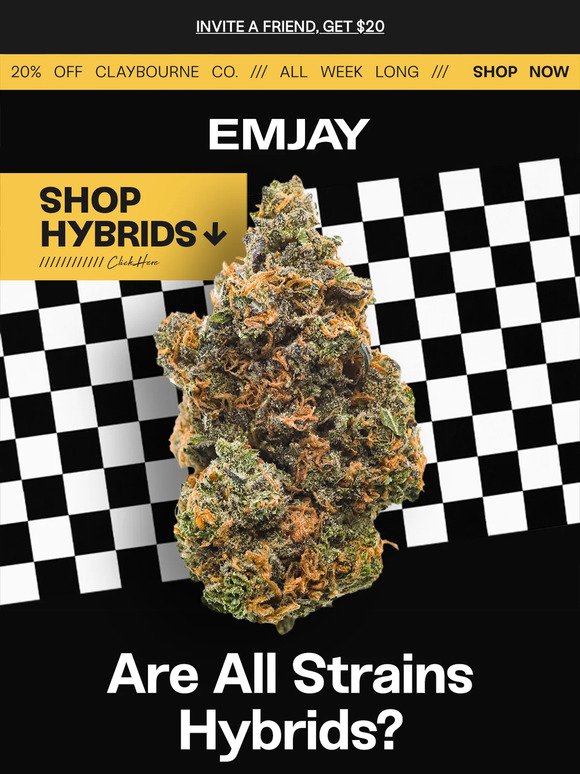 are all strains hybrids?