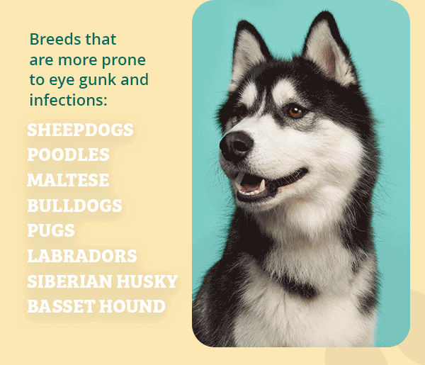 What is Dog Eye Gunk? Milled