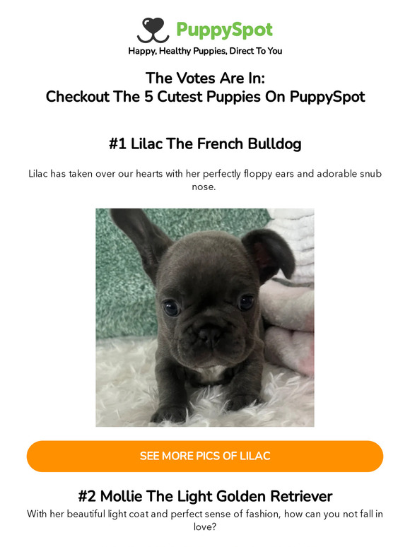 Puppyspot sales french bulldog