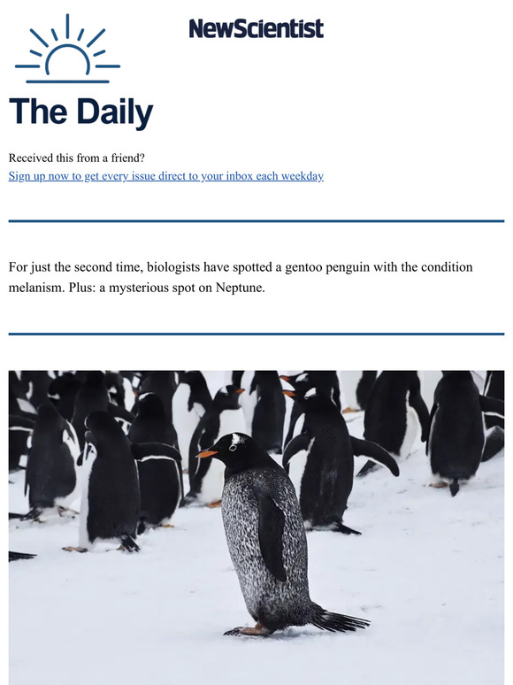 New Scientist: Extremely rare black penguin spotted in Antarctica | Milled