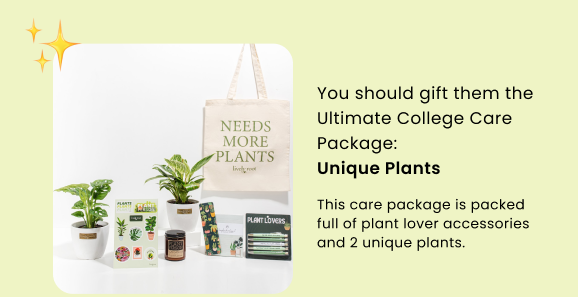 Ultimate College Care Package: Unique Plants