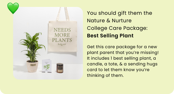 Nature & Nurture College Care Package: Best Selling Plant