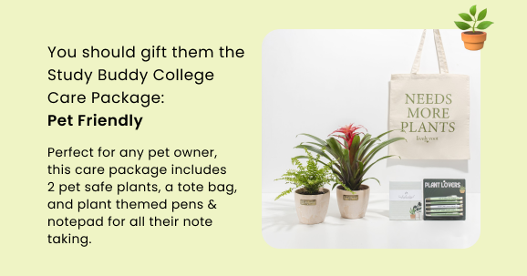Study Buddy College Care Package: Pet Friendly