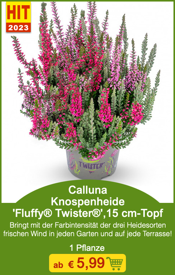 BALDURGarten 💚 💥 JETZT lieferbar Knospenheide „Gardengirls®“ Milled