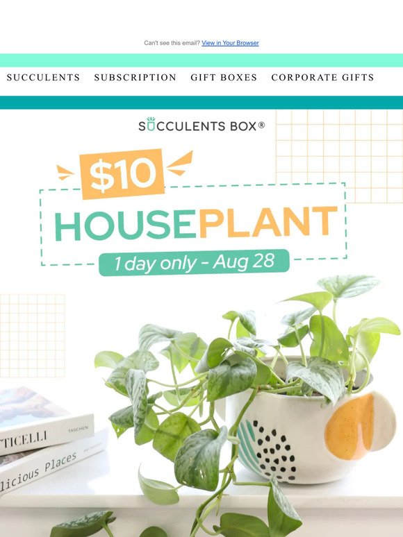 Houseplant, Now Just $10!