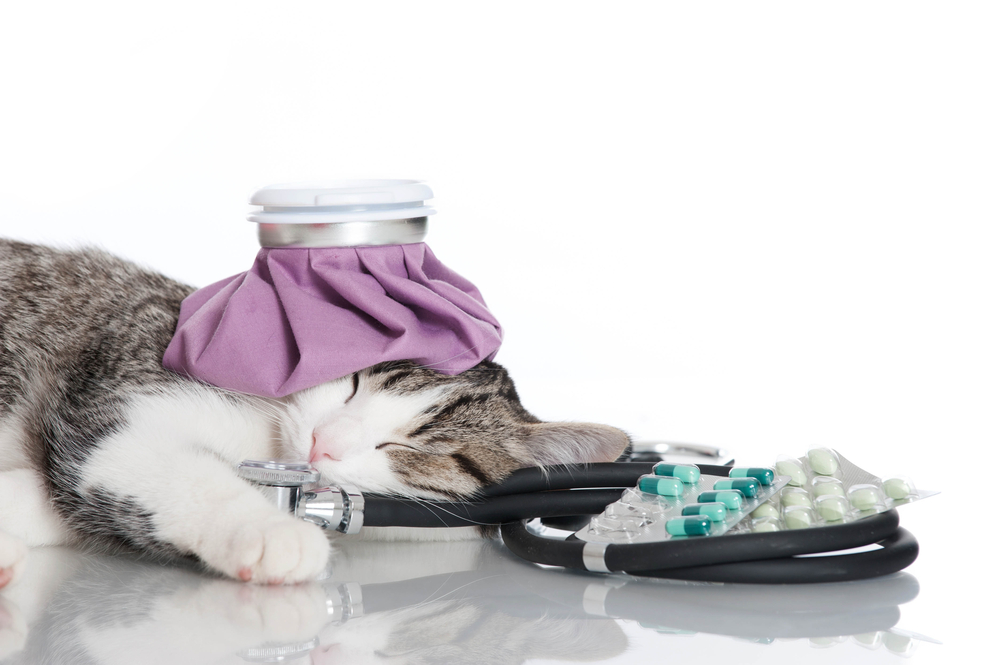 Homeoanimo Lymphome chez le chat ce qu