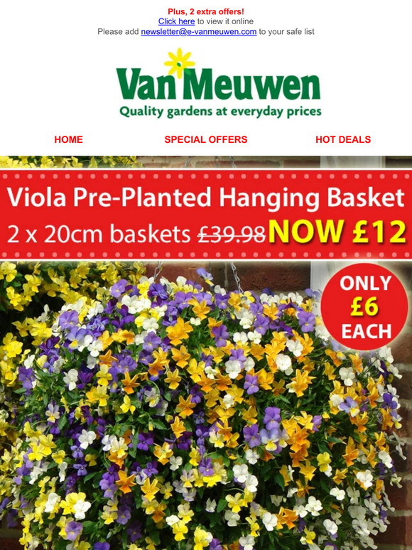 Van Meuwen PrePlanted Winter Hanging Baskets ONLY £6 EACH! Milled