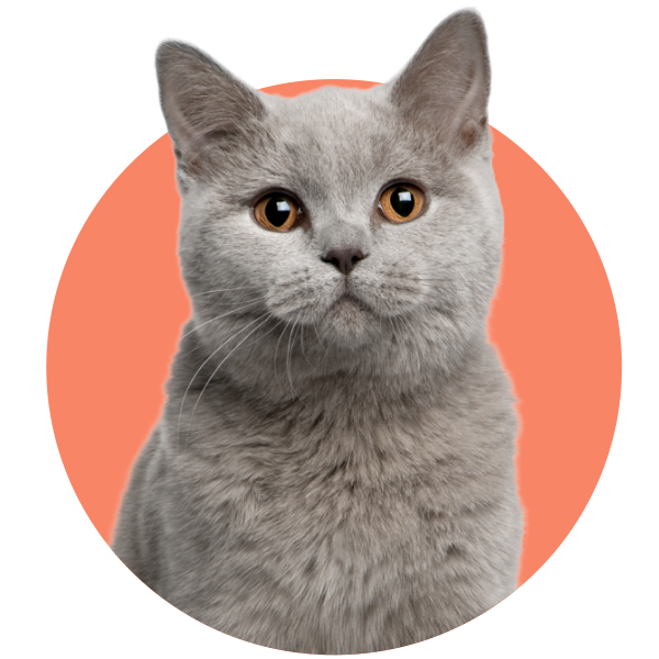 Shop Cat Toys