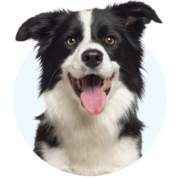 Shop Dog Toys