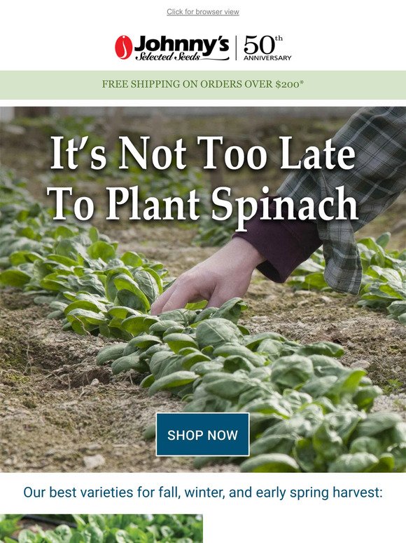 Spinach for Fall, Winter, and Spring