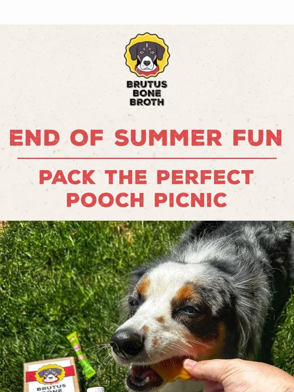 Pack the Perfect Pooch Picnic 🧺🐾