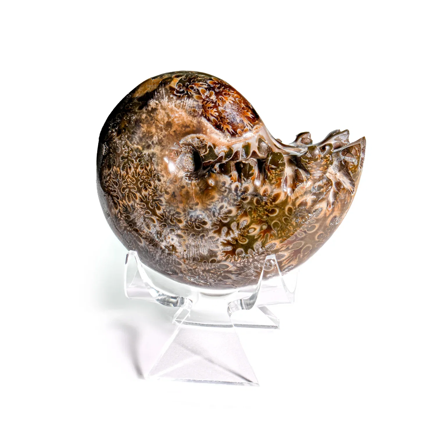 Image of Polished Sutured Ammonite - 2.68