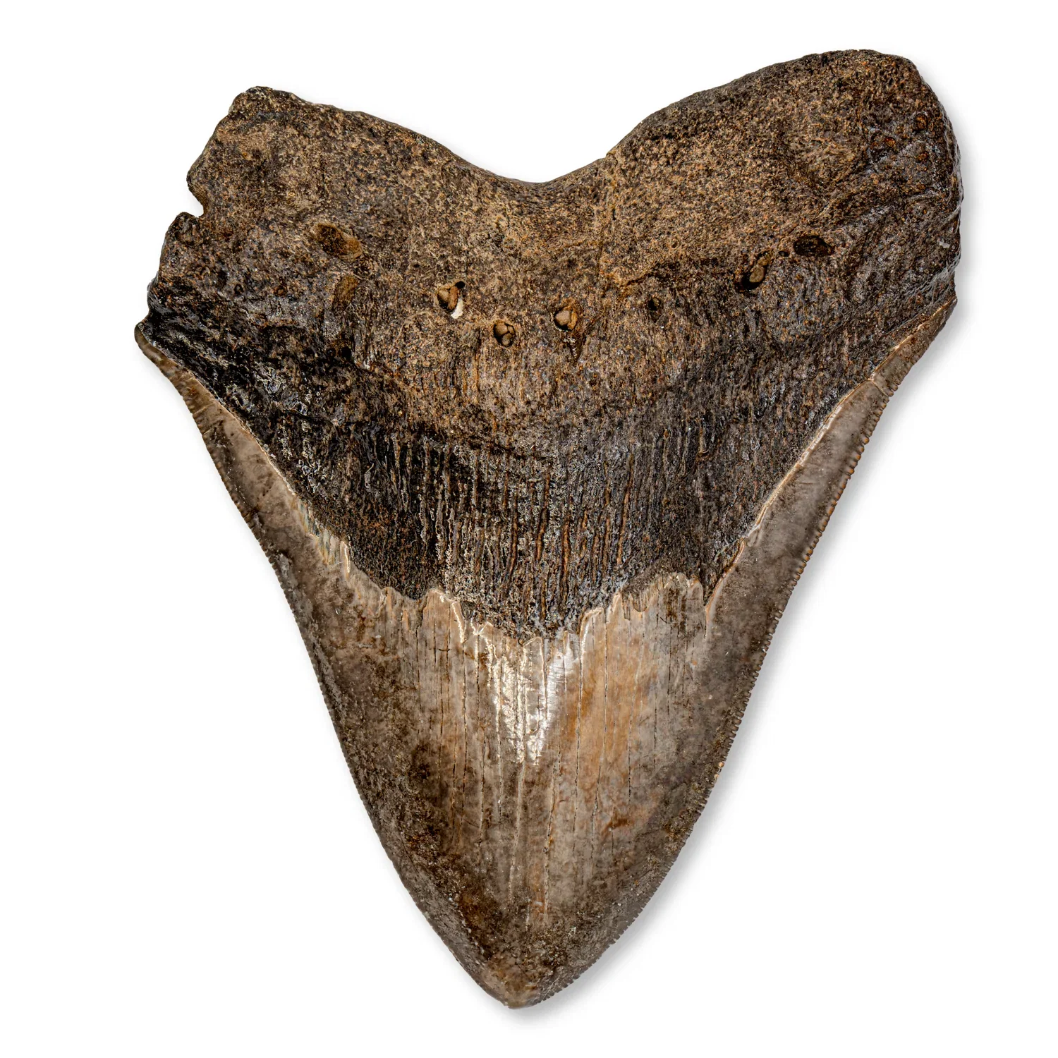 Image of Megalodon Tooth - 4.83
