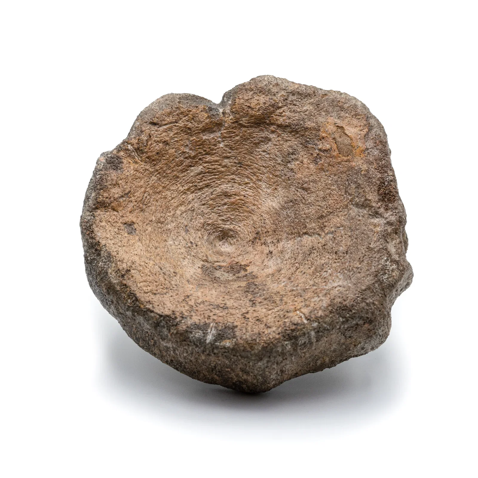 Image of Ichthyosaur Vertebra