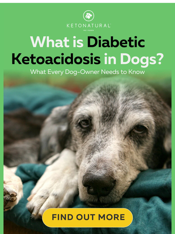 KetoNatural Pet Foods, Inc. What is Diabetic Ketoacidosis in Dogs