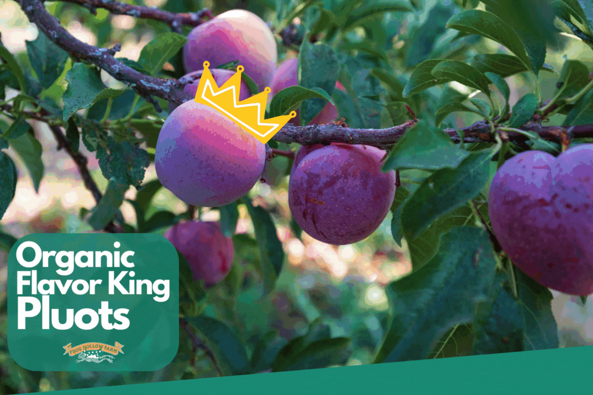 Frog Hollow Farm Last Chance! Flavor King Pluots! 😍🚨 Milled