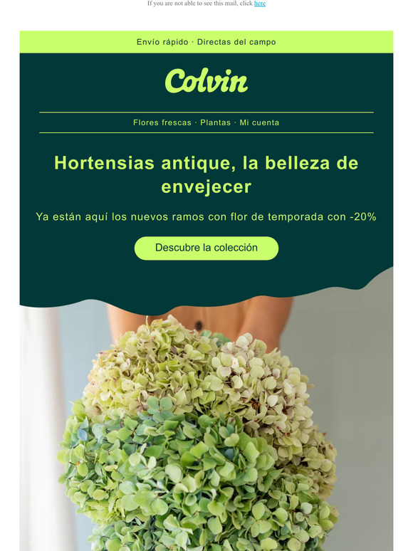 Las HORTENSIAS han llegado 🥳 con -20%