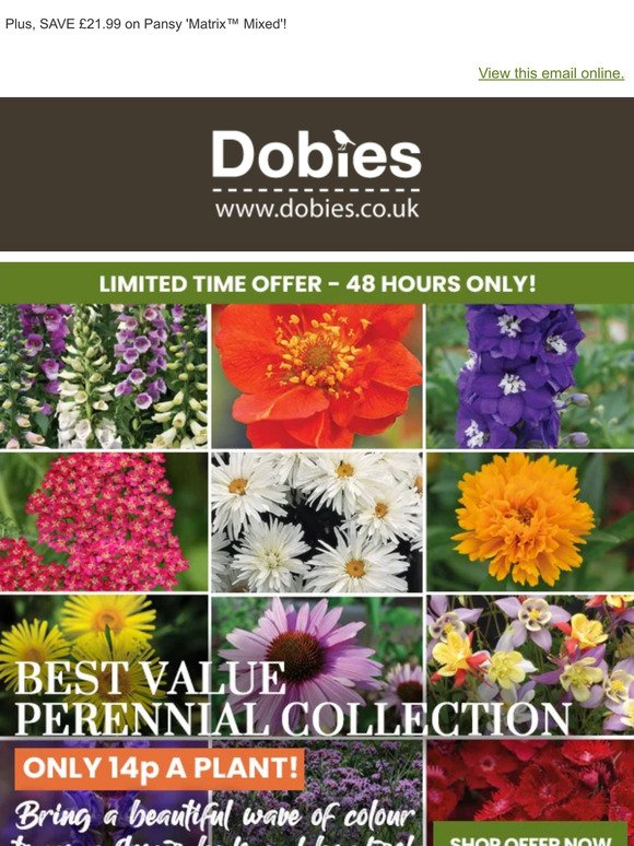72 Perennials for £9.99! 48 HOURS ONLY!