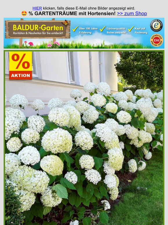 BALDURGarten 🤩 GARTENTRÄUME mit Hortensien, Herr —! Milled