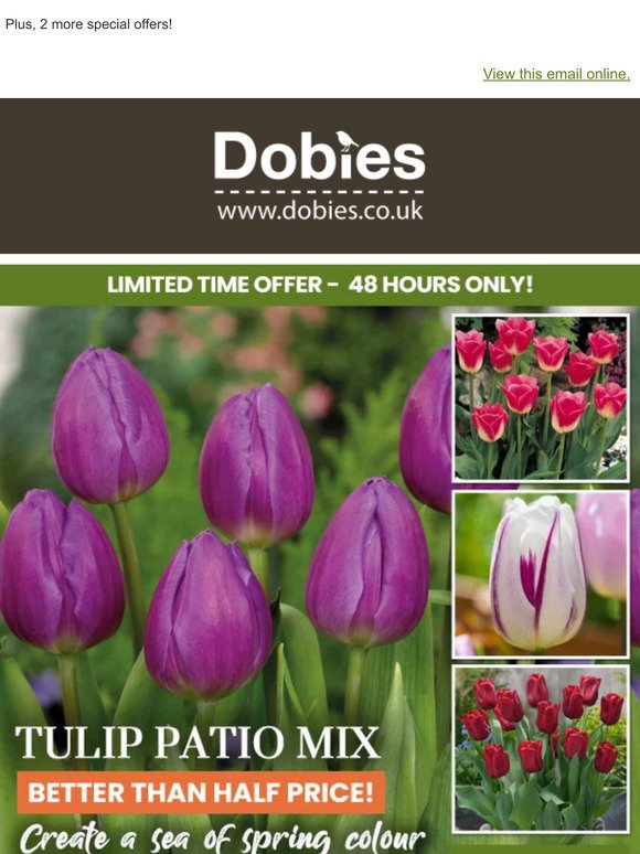 40 Patio Tulips - Better Than HALF PRICE!