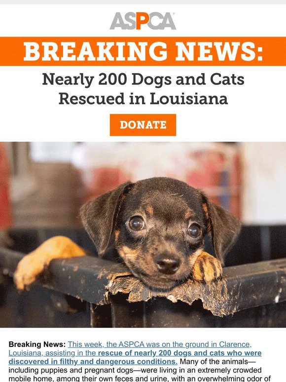 BREAKING: Nearly 200 Animals Rescued