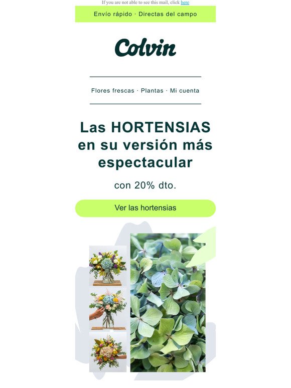 -20% en la nueva colección de hortensias 🌸