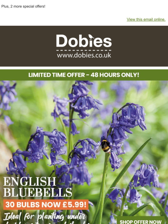 30 English Bluebells NOW UNDER £6!