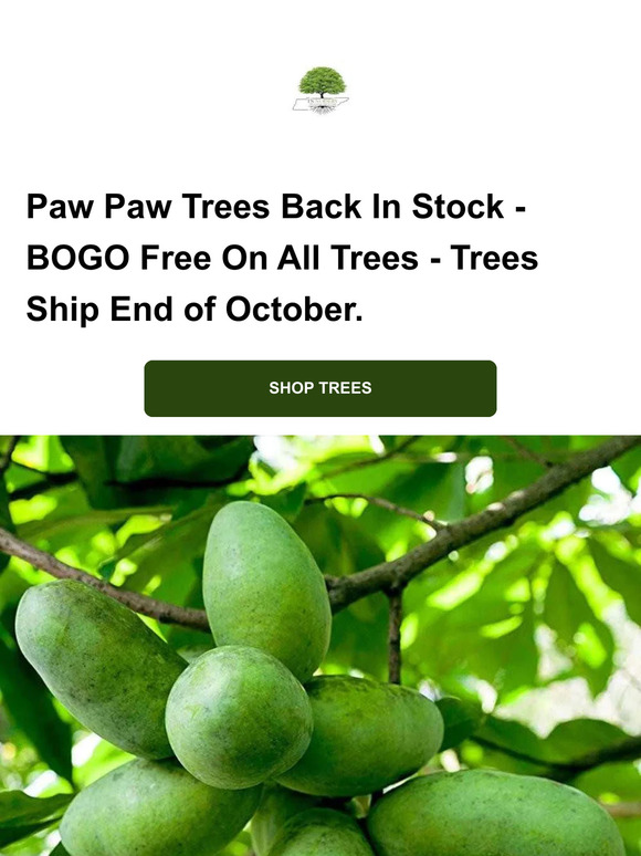 Garden Delights Nursery Introducing the Pawpaw Tree! Milled