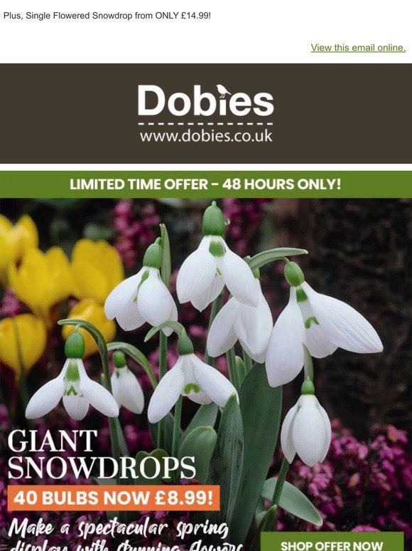 40 GIANT Snowdrops NOW LESS THAN £9!