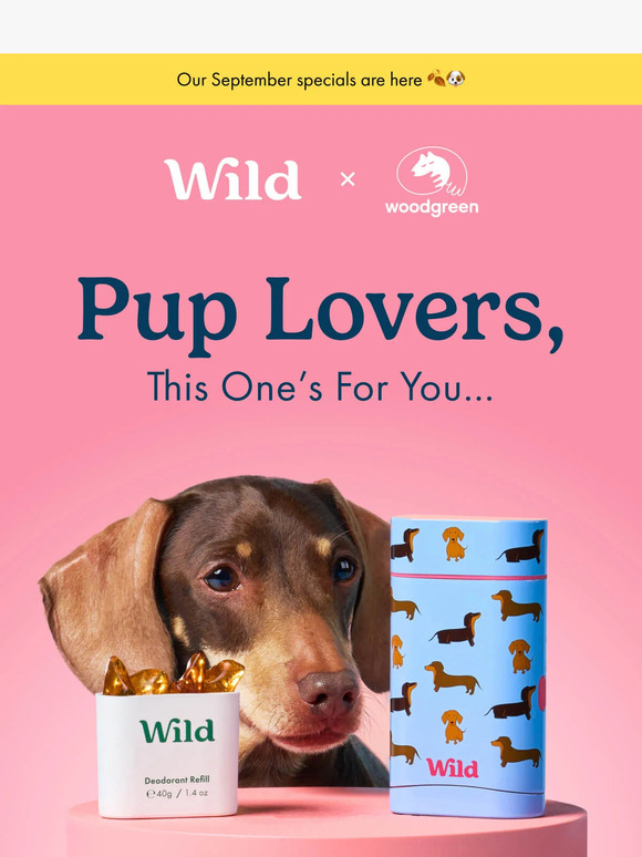 Last chance to get Sausage Dog case and Amber & Oud