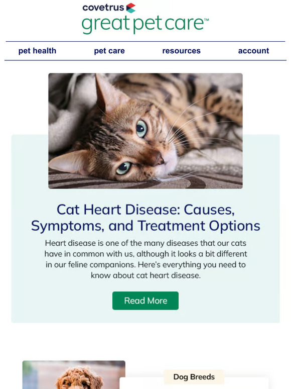 Great Pet Care: Causes Of Heart Disease In Cats | Milled