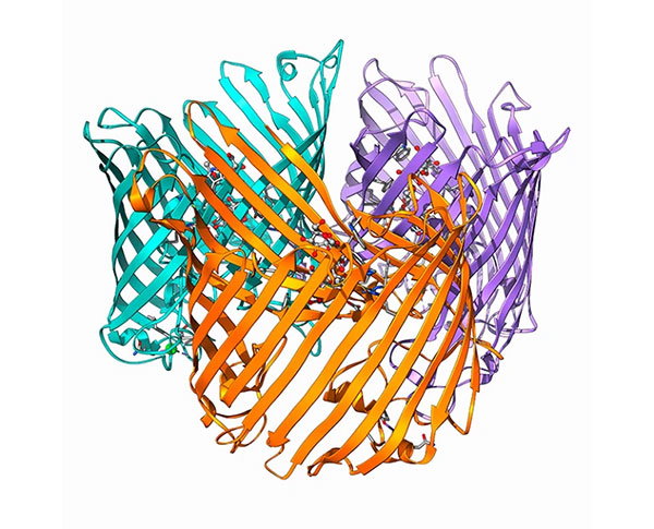 A stylised representation of a protein. It consists of three barrel-shaped subunits made up of amino acid threads, one turquoise, one purple and one orange.