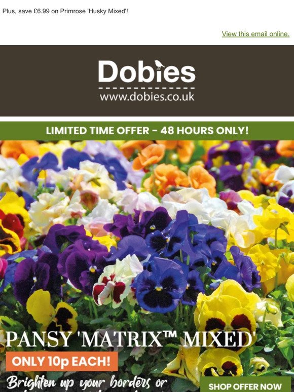 Winter Flowering Pansies only 10p each! 48 HOURS ONLY!