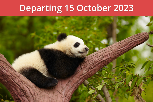 In Pursuit of Pandas