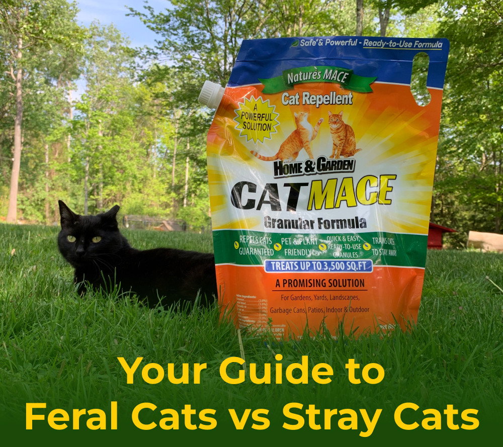Your Guide to Feral Cats vs Stray Cats